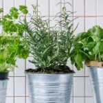 plante aromatice cultivate pe balcon