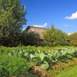 gradina cu legume bio
