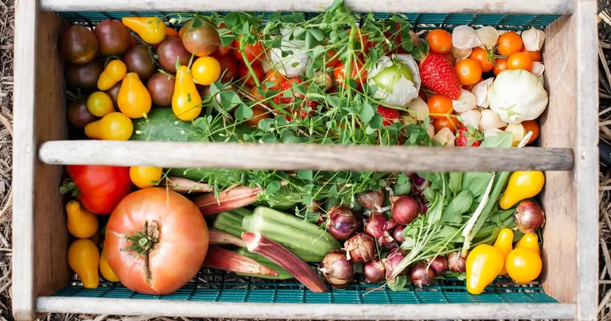 gradina cu legume bio obtinute fara sapare