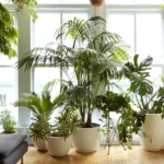 plante verzi pentru interior