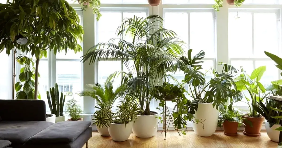plante verzi pentru interior