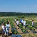 plantele bio asupra sanatatii copiilor